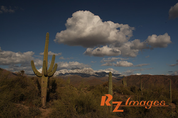 Desert Landscape With Saguaro Cactus. Tonto National Forest. Ari