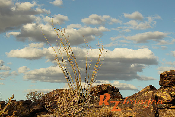 Desert Landscape. Tonto National Forest. Arizona.