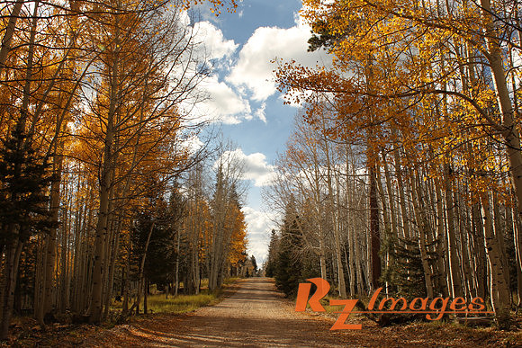 Fall Color-Kaibab National Forest.