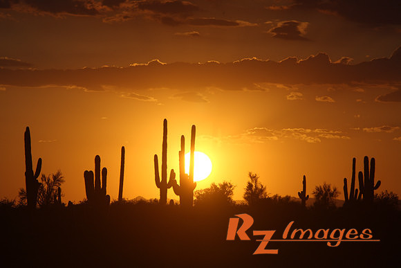 Desert Sunset