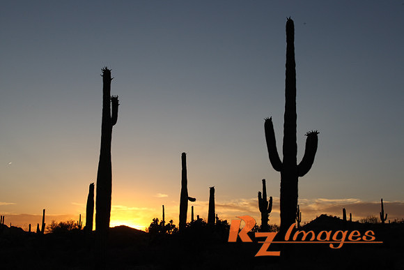 Desert Sunset