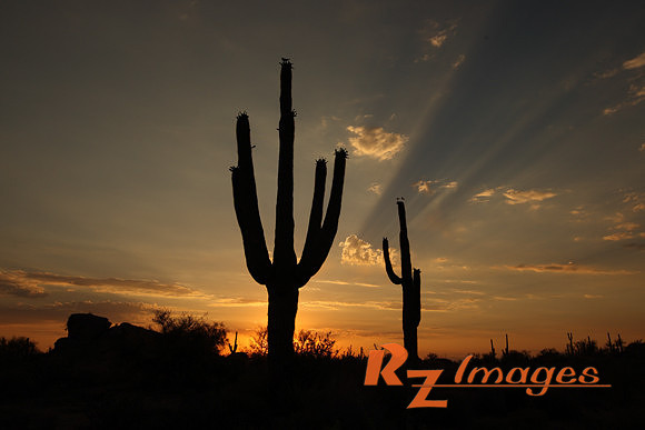 Desert Sunset