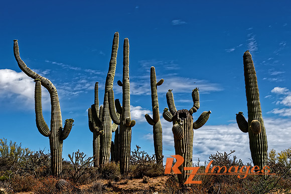 Saguaro Cactus at the McDowell Sonoran Preserve-Brown's Ranch. S
