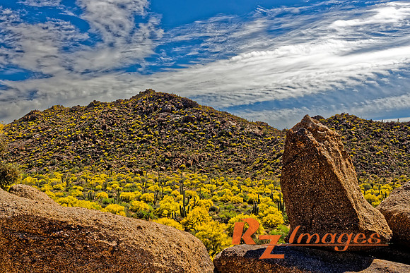 Saguaro Cactus at the McDowell Sonoran Preserve. Scottsdale,Az.