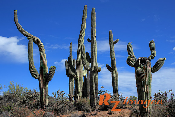 Saguaro Cactus at the McDowell Sonoran Preserve-Brown's Ranch. S