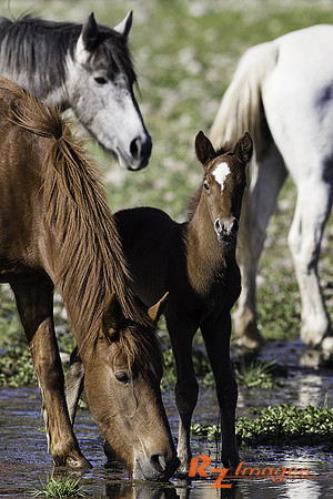Salt River Wild Horses at Coon Bluff in the Tonto National Forest