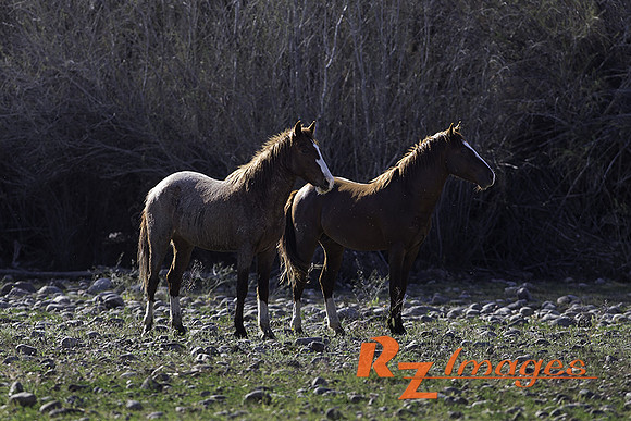 Salt River Wild Horses at Coon Bluff in the Tonto National Forest