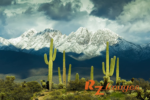 Desert Landscape.Saguaro Cactus near the Four Peaks covered with