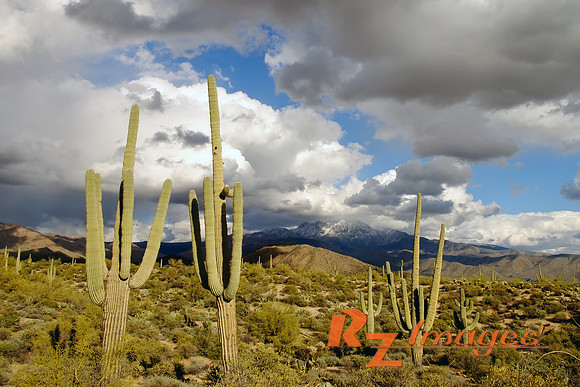 Desert Landscape.Saguaro Cactus near the Four Peaks covered with