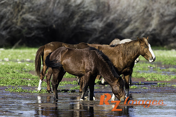 Wild Horses at Coon Bluff in the Tonto National Forest.