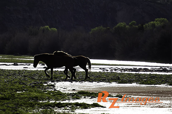 Salt River Wild Horses at Coon Bluff in the Tonto National Forest