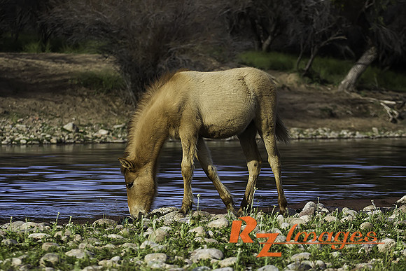 Salt River Wild Horse at Coon Bluff in the Tonto National Forest