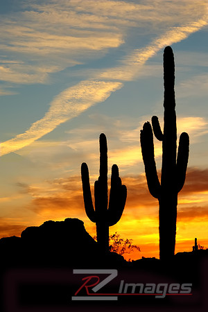 Saguaro Cactus at Sunset. McDowell Sonoran Preserve-Brown's Ranc