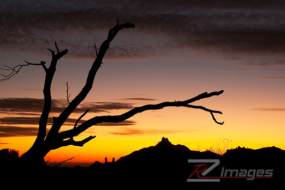 Desert Landscape- McDowell Sonoran Preserve.