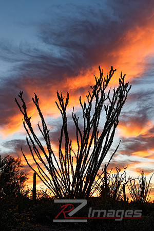 Desert Sunset-Scottsdale Arizona.