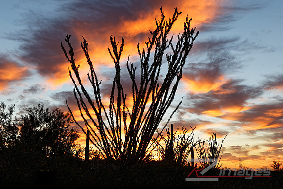 Desert Sunset-Scottsdale Arizona.