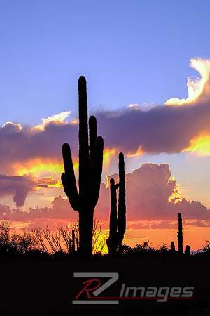 Desert Sunset-McDowell Sonoran Preserve.