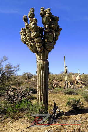 Distorded Saguaro Cactus.