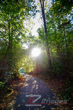 Footpath through a Forest at Sunset.