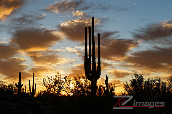 Saguaro Cactus Silhouette at Sunset.