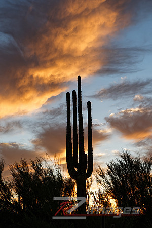 Saguaro Cactus Silhouette at Sunset.