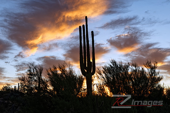Saguaro Cactus Silhouette with vivid sunset.
