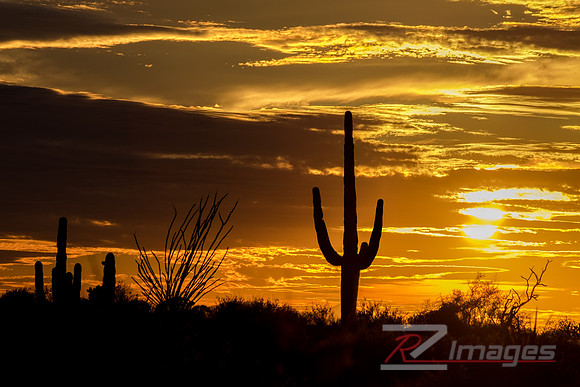 Saguaro Cactus-Desert Landscape at Sunset.