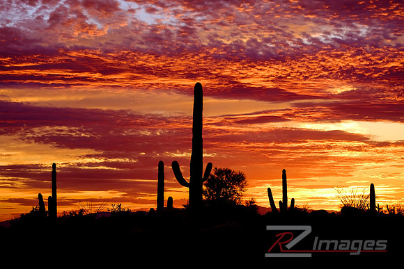 Saguaro Cactus-Desert Landscape at Sunset.