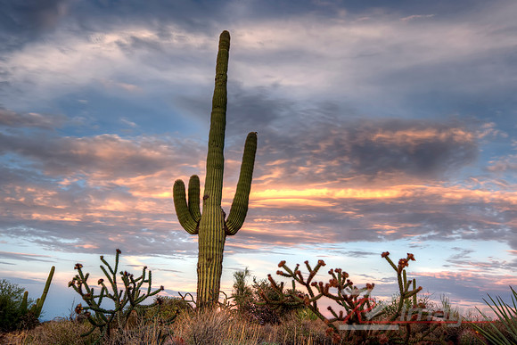 Saguaro Cactus-Desert Landscape.