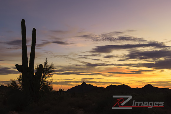 Saguaro Cactus-Desert Landscape.