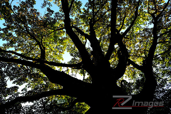 Spooky Tree Silhouette.