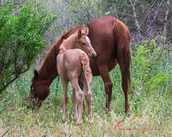 Wild Horses. Mother & Foal.Havasupai Indian Reservation.
