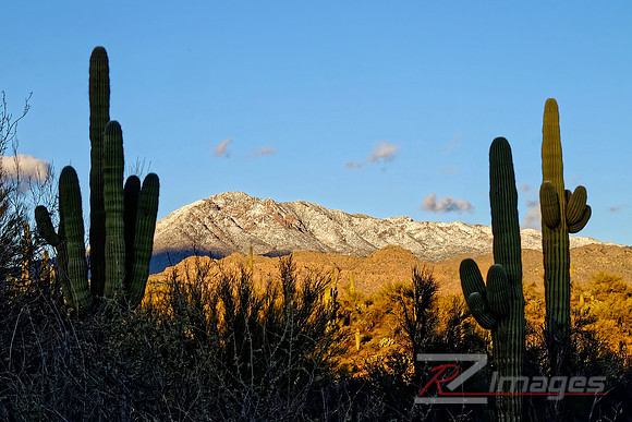 Desert Landscape With Saguaro Cactus. Tonto National Forest. Ari