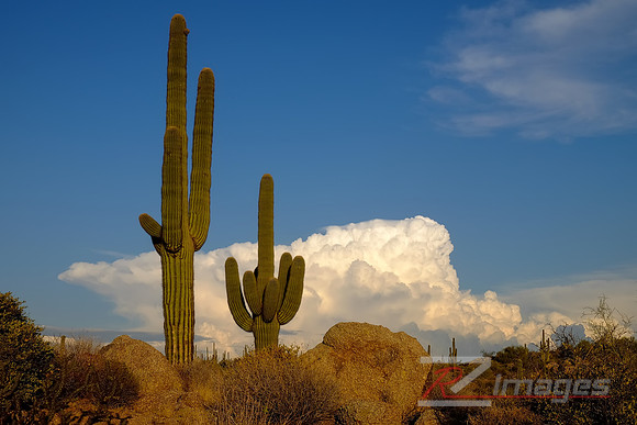 Desert Landscape With Saguaro Cactus. Tonto National Forest. Ari
