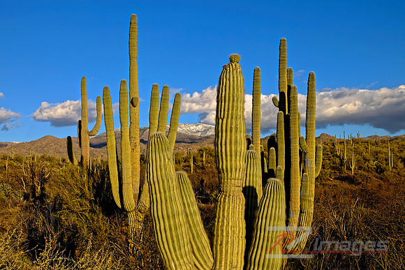 Desert Landscape With Saguaro Cactus. Tonto National Forest. Ari