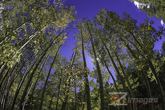 Fall Color. Aspen Trees-Hart Prairie.
