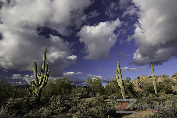 Brown's Mountain & Saguaro Cactus at the McDowell Sonoran Preser