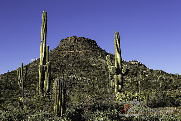 Brown's Mountain & Saguaro Cactus at the McDowell Sonoran Preser