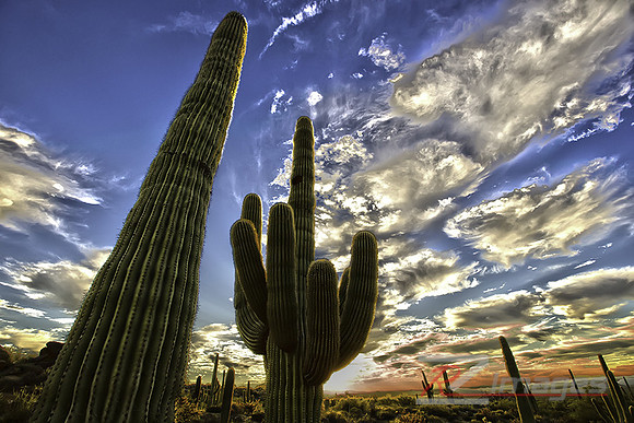 Saguaro Cactus at Sunset-Tonto National Forest Near Phoenix, AZ.