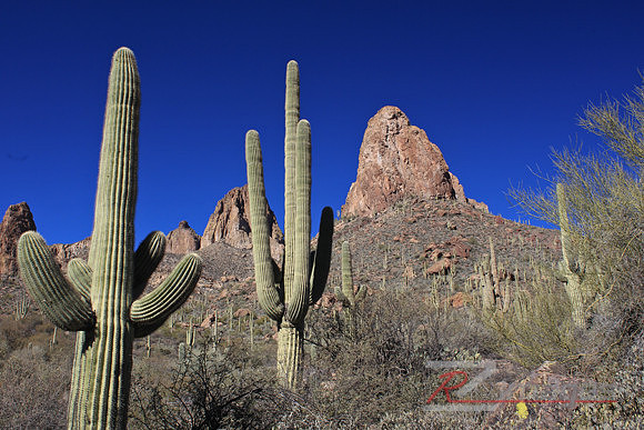 Desert Landscape. Tonto National Forest. Arizona.