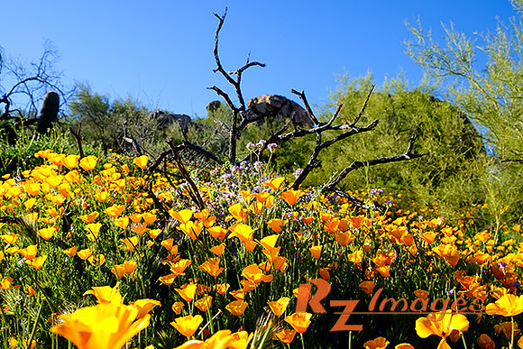 Desert Wildflowers-Mexican Poppies.