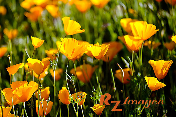 Desert Wildflowers-Mexican Poppies.