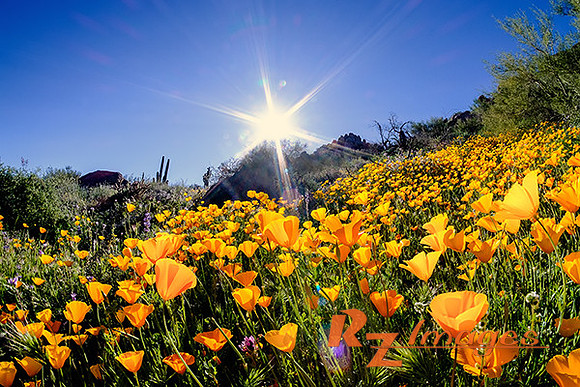 Desert Wildflowers-Mexican Poppies.