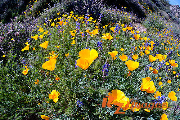 Desert Wildflowers-Mexican Poppies.