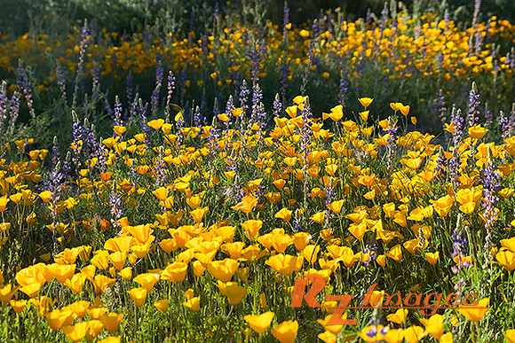 Desert Wildflowers-Mexican Poppies.