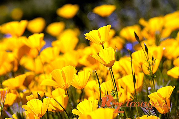 Desert Wildflowers-Mexican Poppies.