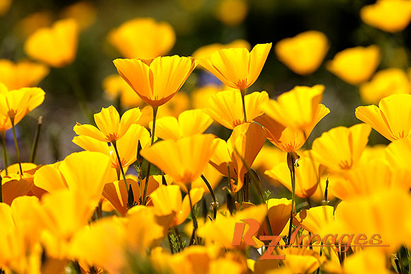 Desert Wildflowers-Mexican Poppies.