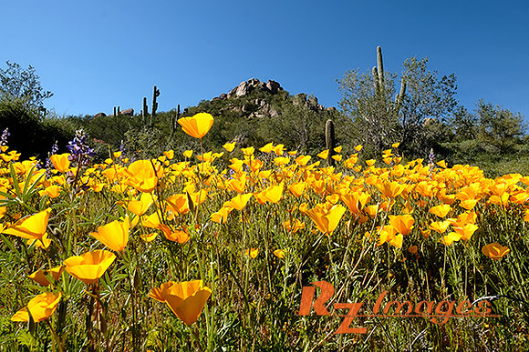 Desert Wildflowers-Mexican Poppies.