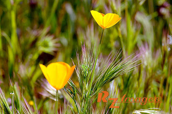 Desert Wildflowers-Mexican Poppies.