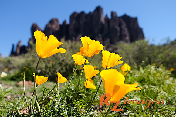 Desert Wildflowers-Mexican Poppies.